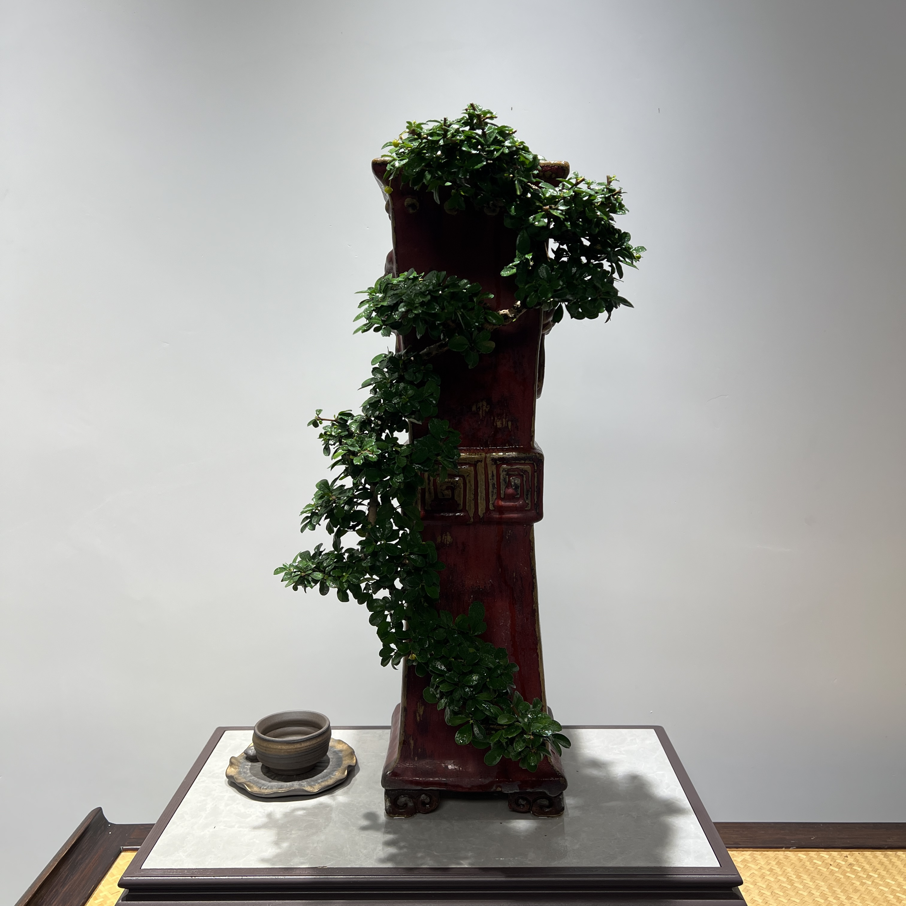 小叶福建茶-大悬崖根艺老桩精品盆景