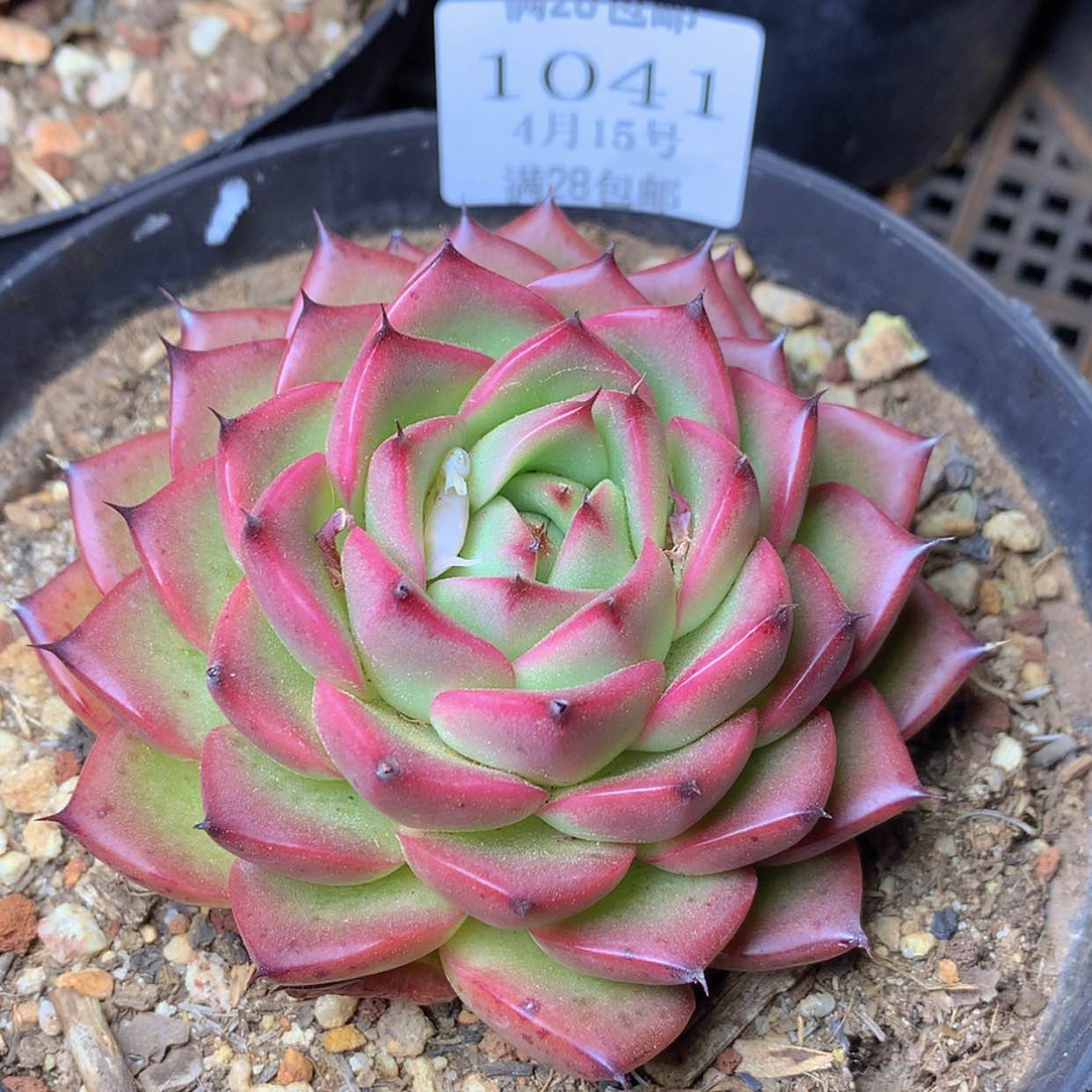 【闪购商品】云1041号黑科技