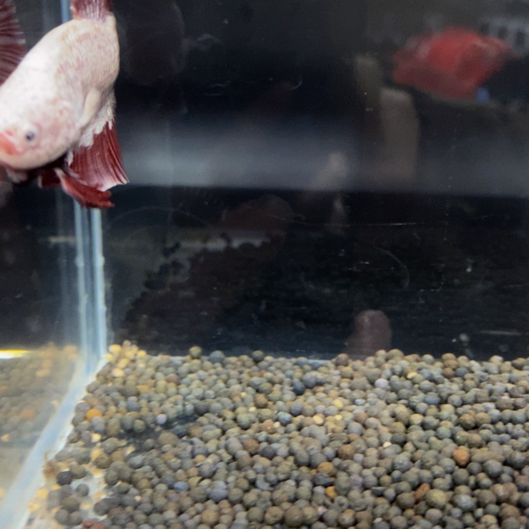 热带鱼公427巨斗