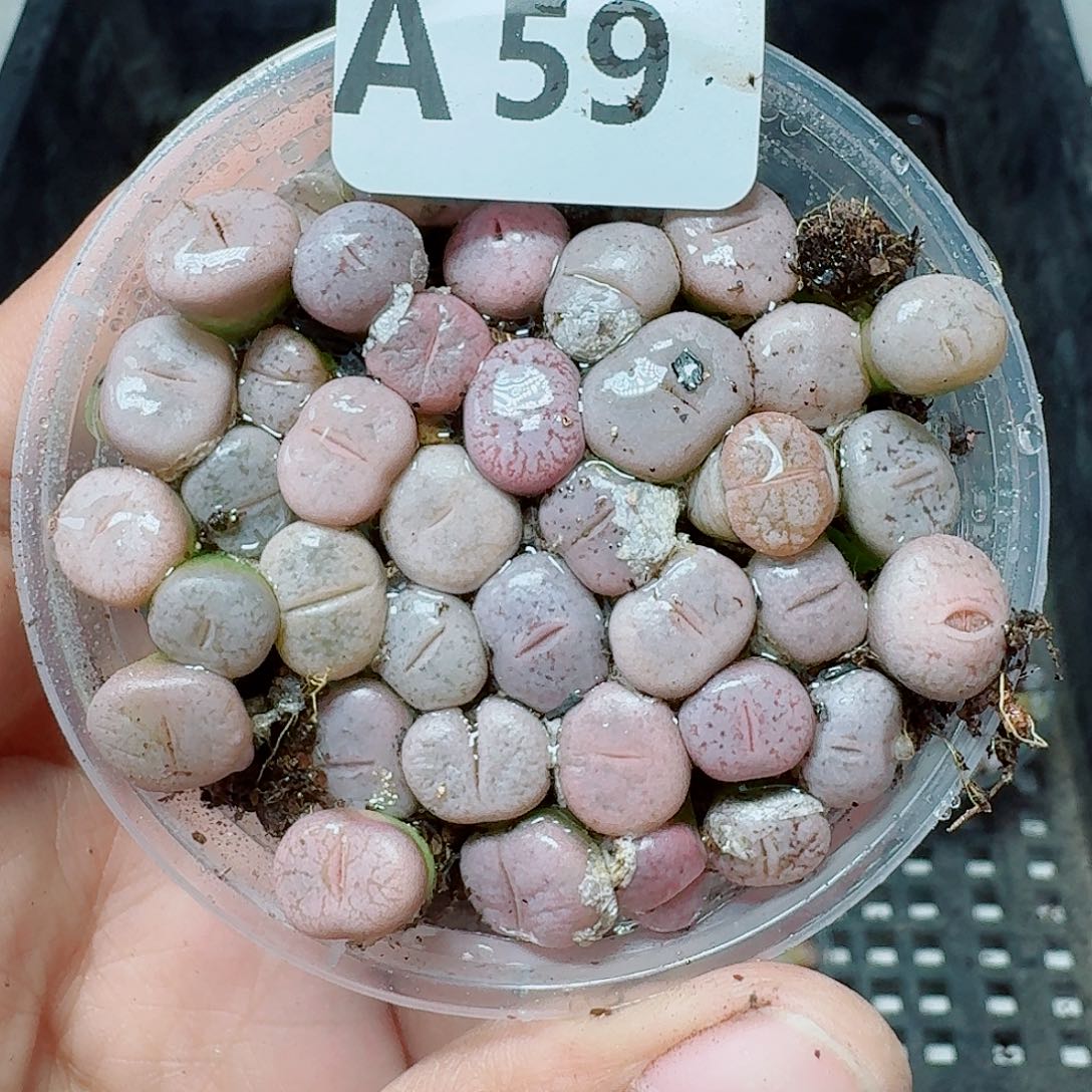 59多肉植物多肉植物