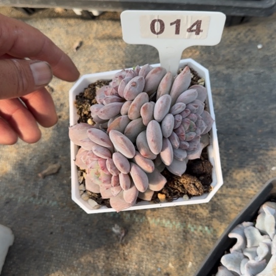 14星星橙多肉植物多
