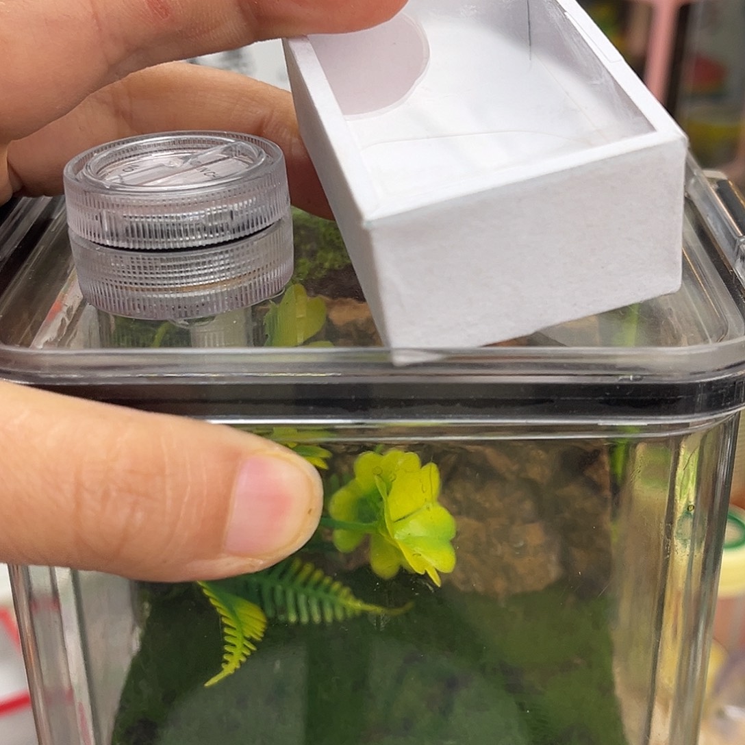 生态箱➕红竹哈哈哈