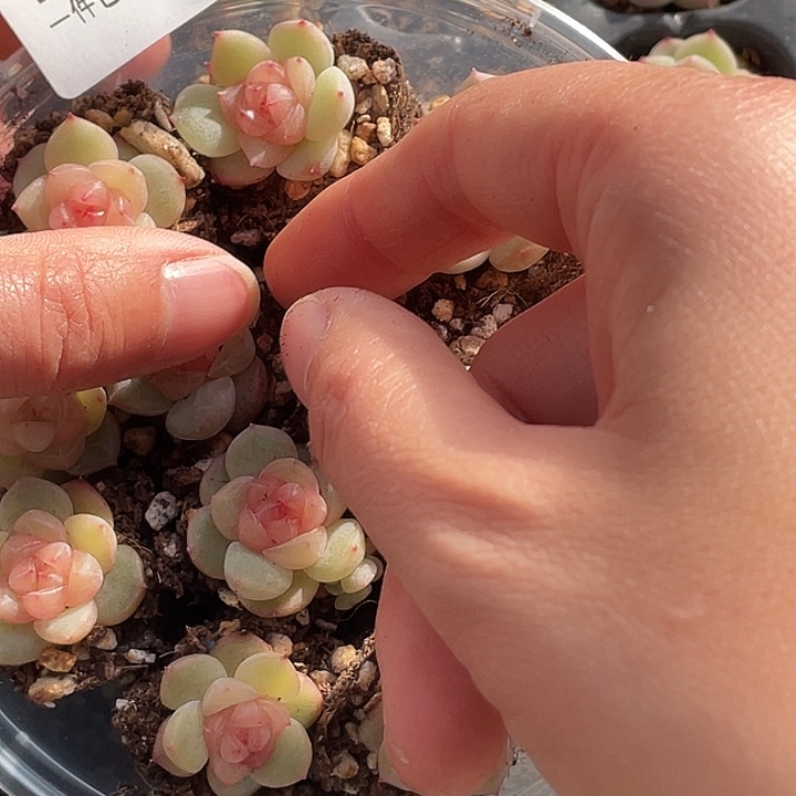 OTO多肉切糕优选dy2465