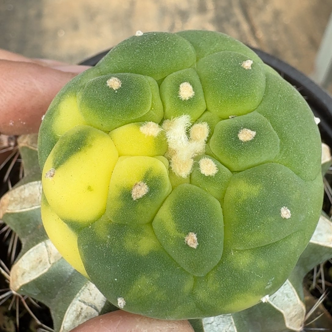 【闪购商品】大尤散斑锦243