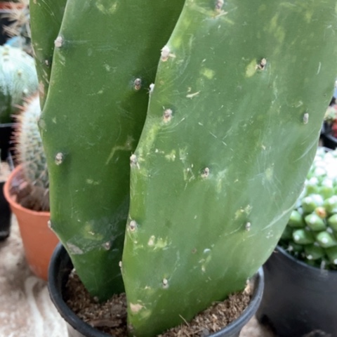 烟直仙人球15米仙人球