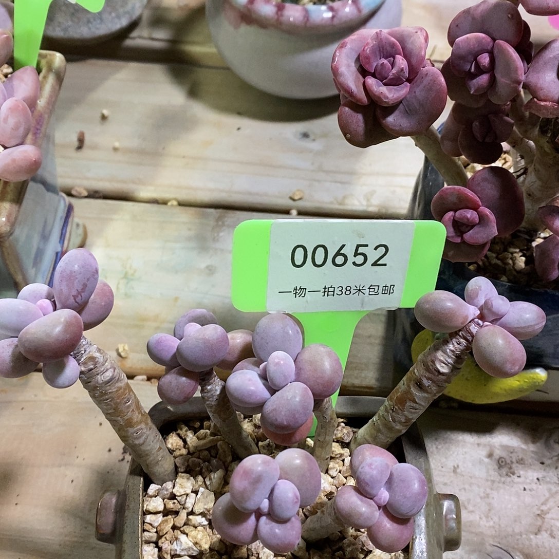 00652凑楼咯哦哦哦哦哦