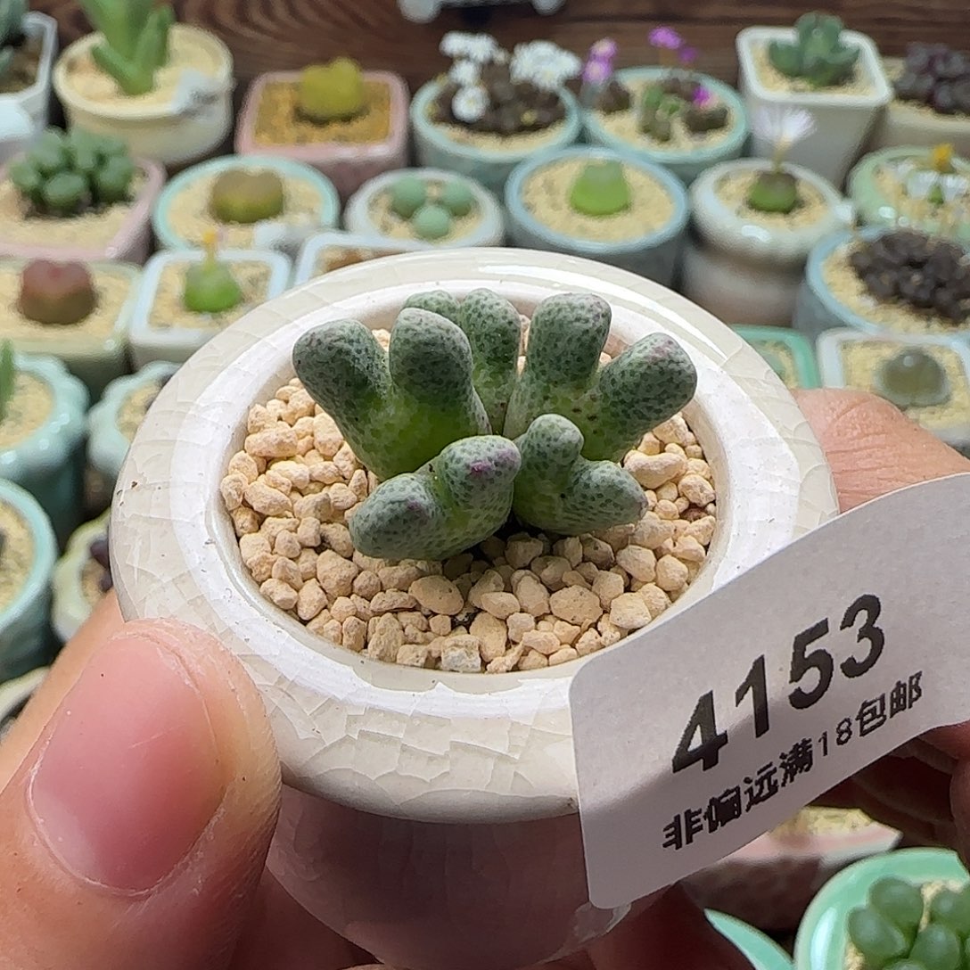 田***儿4153--一物一拍 换盆带盆