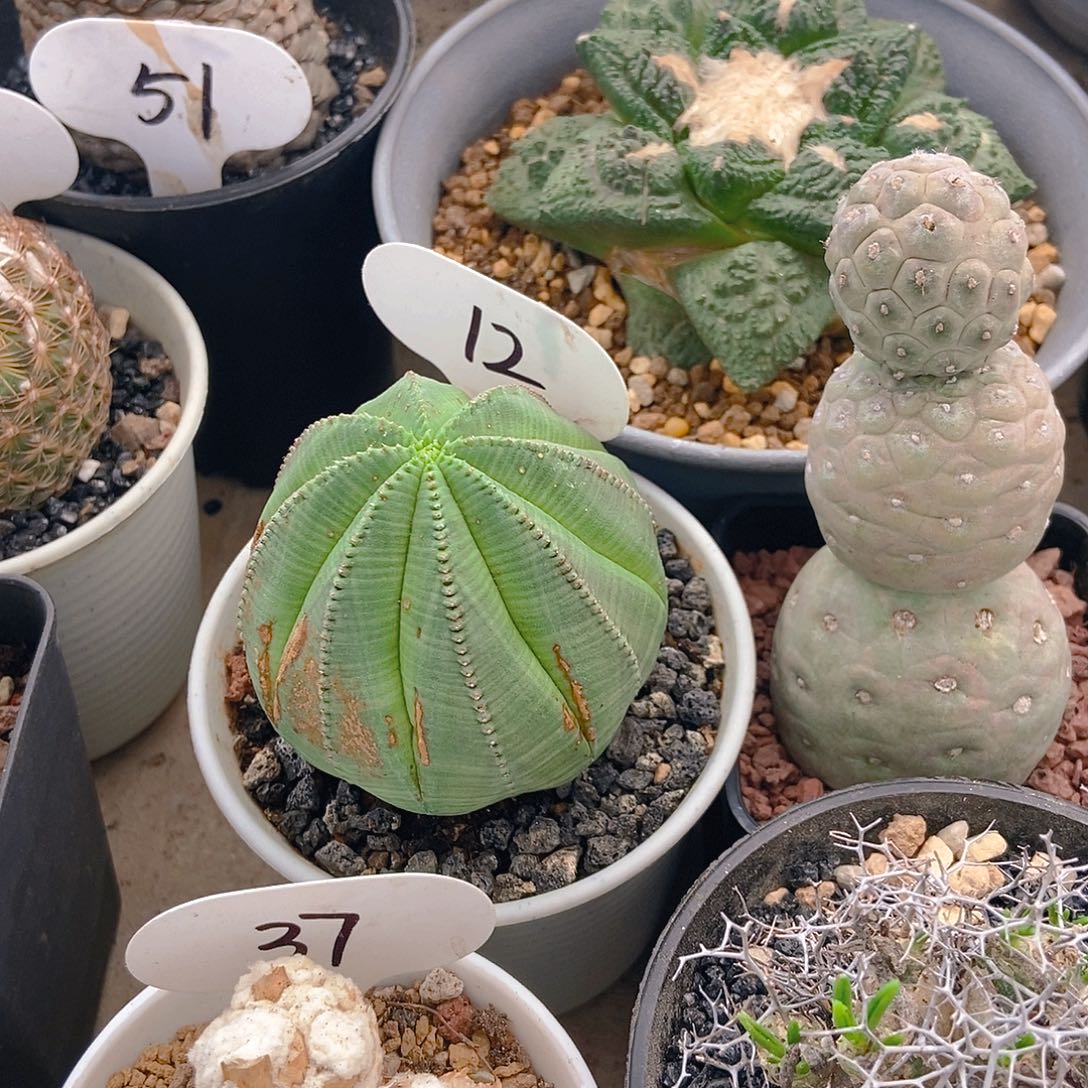布纹球一物一拍88