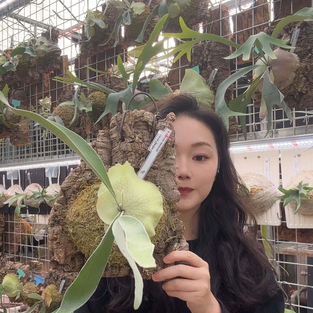无花朵银鹿孢子苗