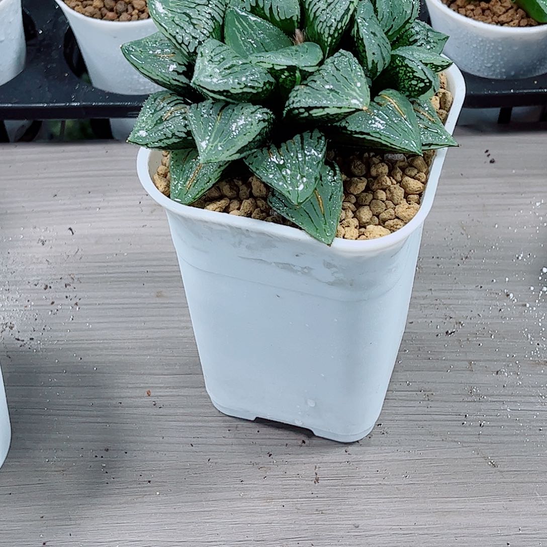 玛丽丽玉露一勿一拍