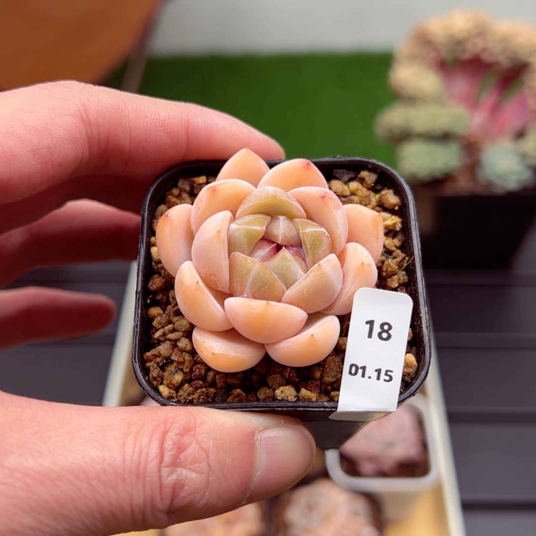 刚毅18、哈哈哈哈