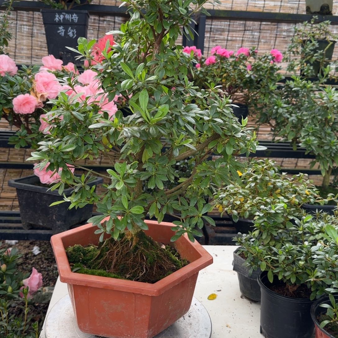 五***天完全开放白樱杜鹃