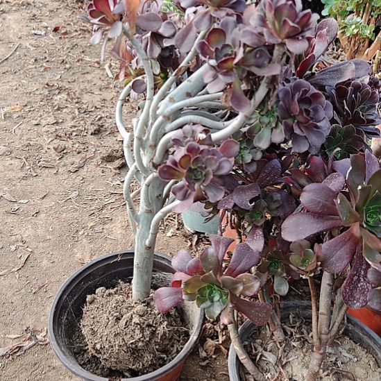 圆叶加急发货法师18