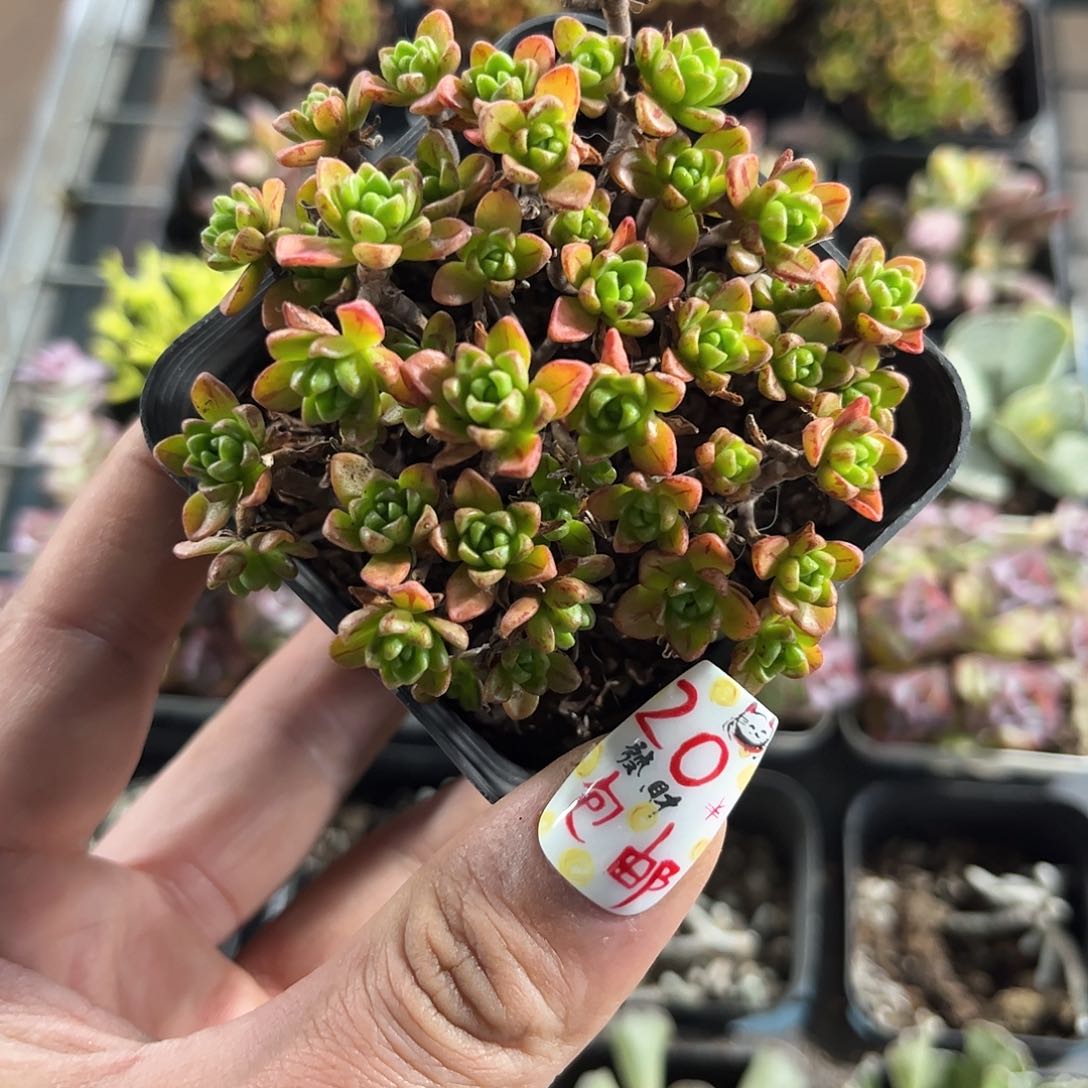 圆叶小人鸡单头发货有根