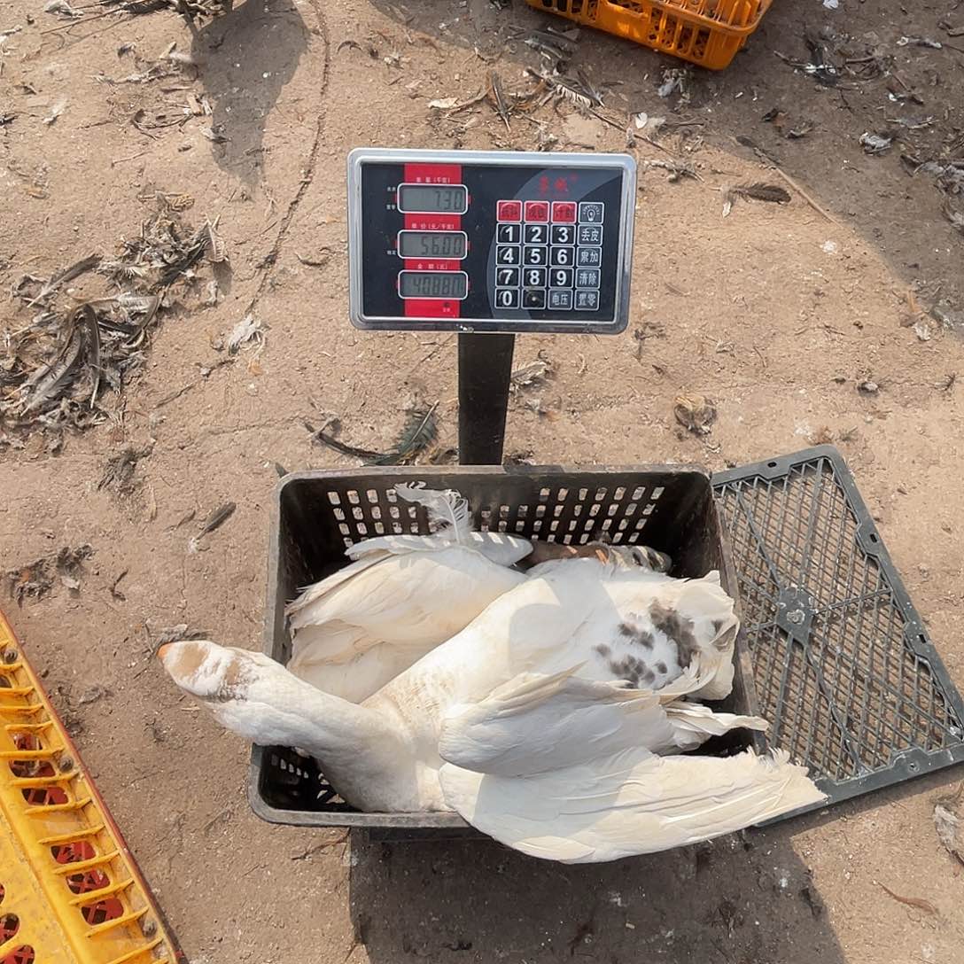 365天包装61跟62号活鹅发货