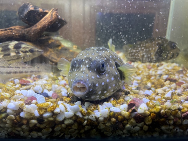 凹鼻叉须河豚又名西瓜皮狗头野生纯淡化狗头鱼中大型好养易活