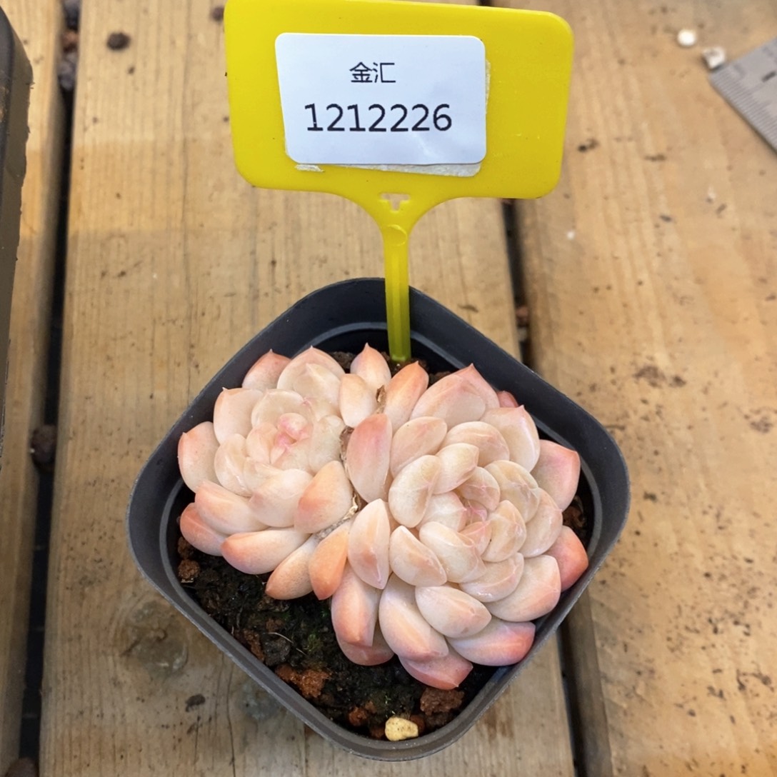福利多多。1212226