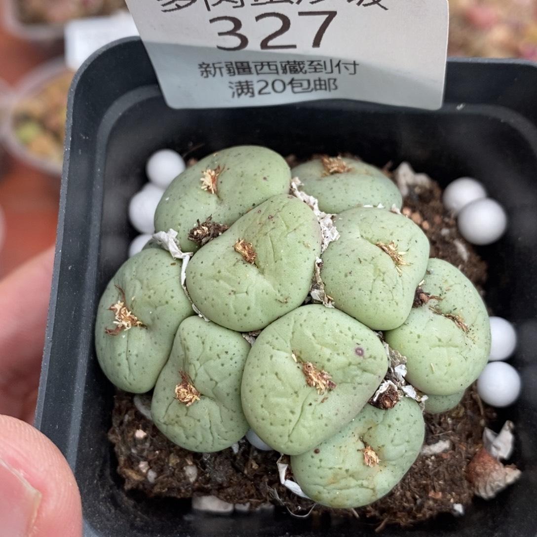 多肉蛋炒饭感谢您相伴327