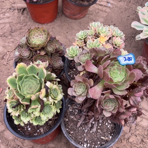200多肉植物组合，