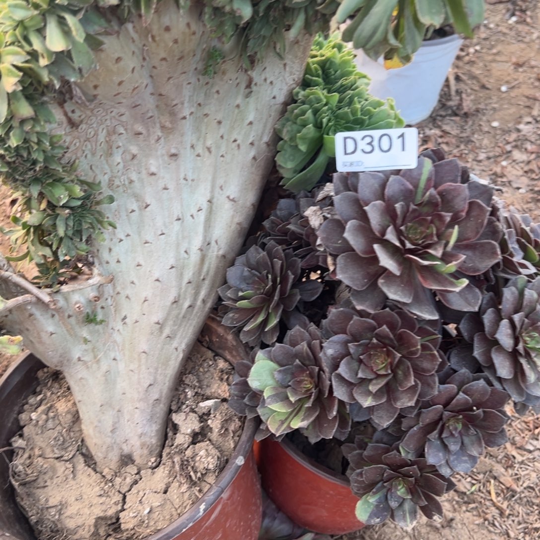 301三颗组合多肉植物法师