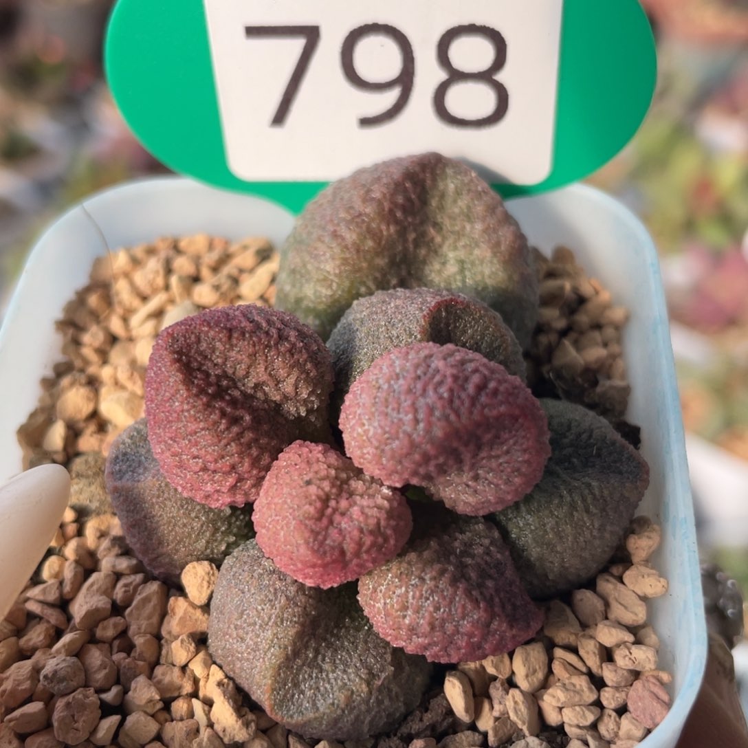   水蜜桃。  798。  