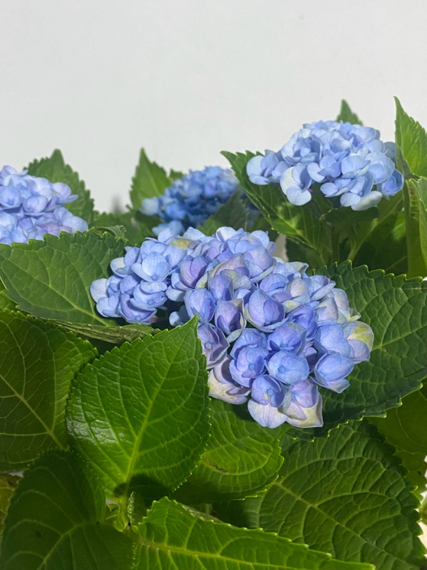 绣球花苗 魔幻革命 蓝色 180盆耐热易养护四季开花带花苞盆栽花卉