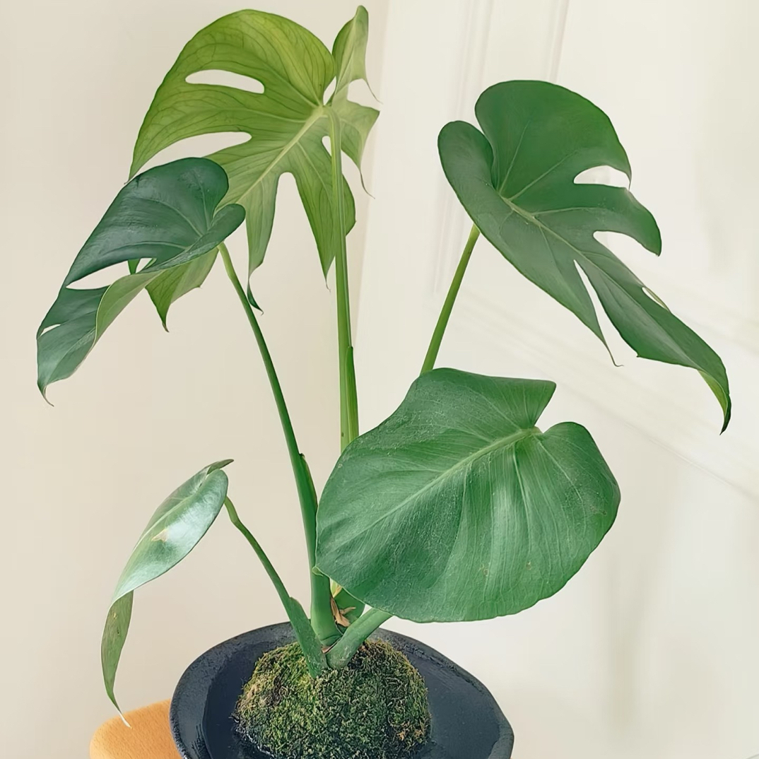 苔藓球龟背竹室内绿植大型植物老桩造型龟背竹水培植物老桩办公司