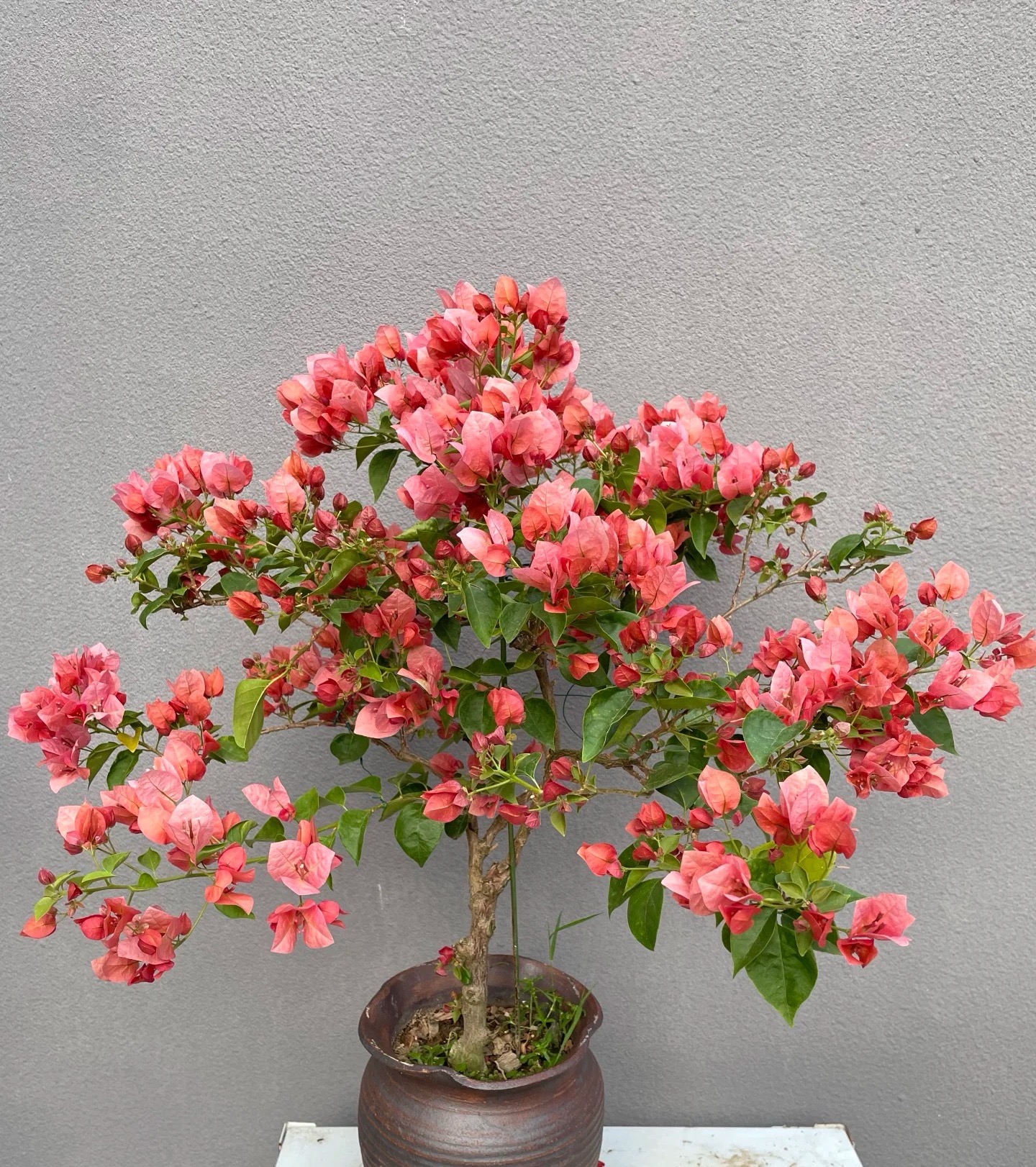 兴宇盛 不甜西瓜 原盆原土带花 室内外观赏勤花四季开耐活三角梅