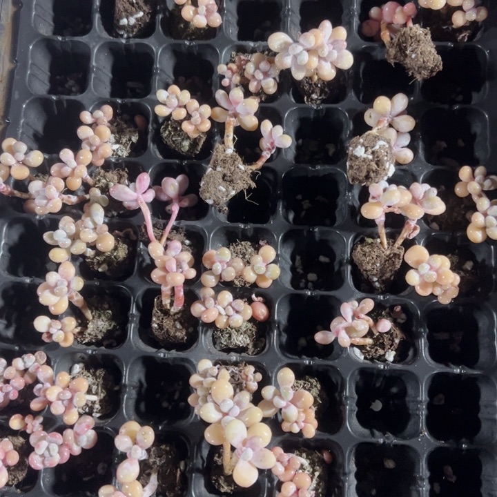 桃蛋精品多肉植物大战