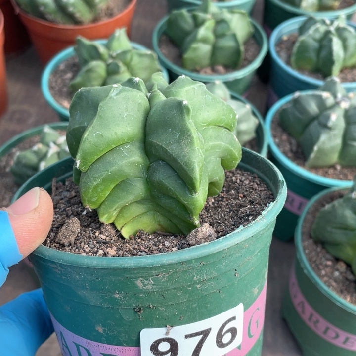 976实生角油龟甲栾凤