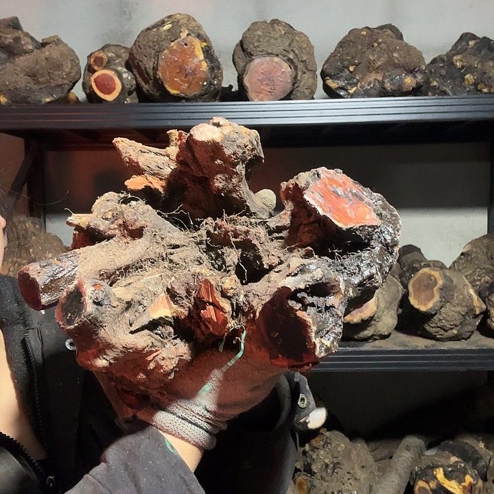 吒***录香榧木火琉璃的故事是一个