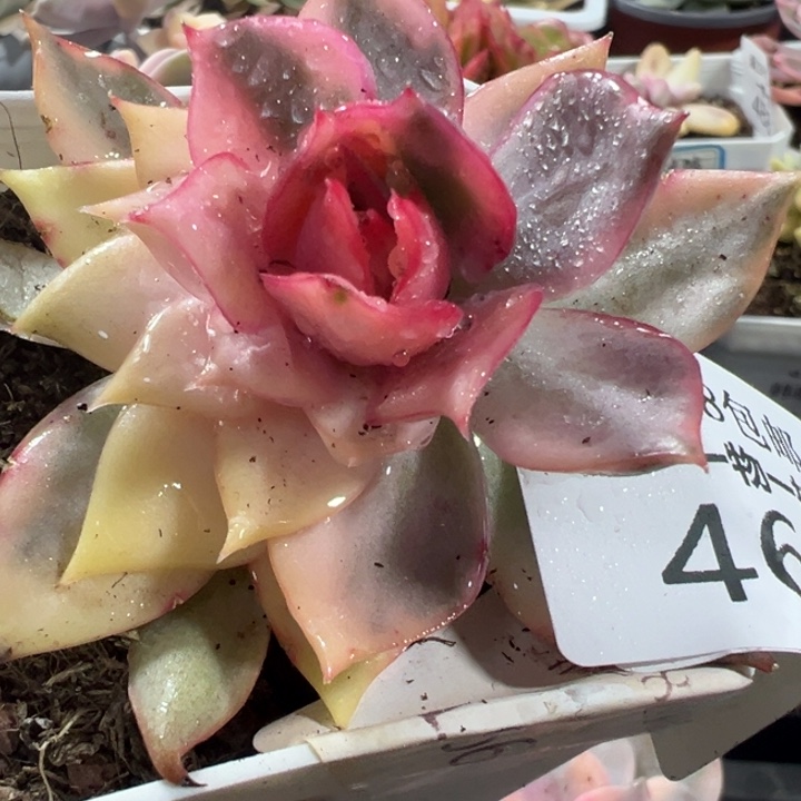 宝莲灯锦多肉植物4-