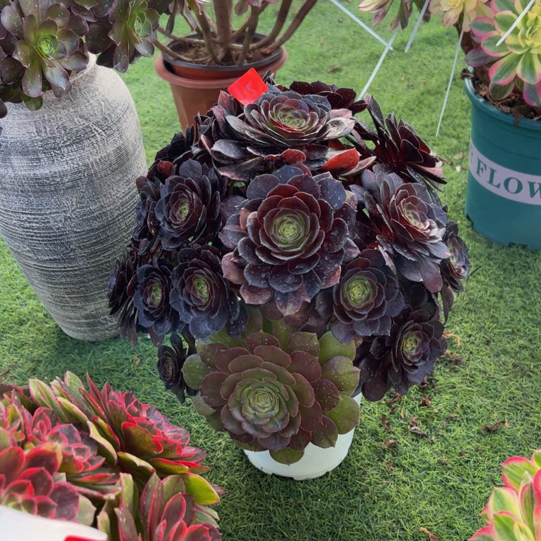 15多肉植物发货黑美人