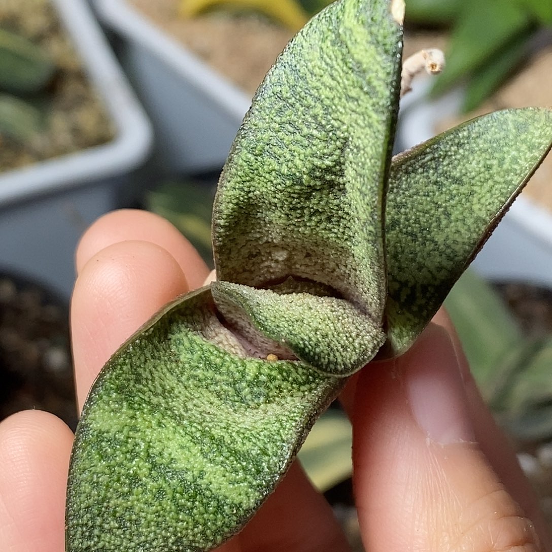 不带盆脱土裸根发货侧芽