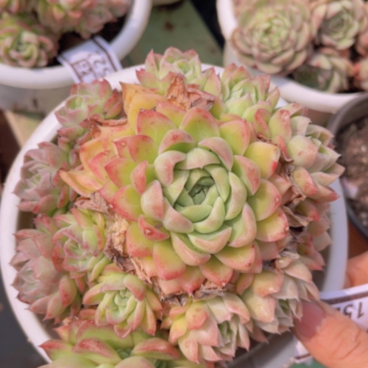 【闪购商品】玲珑珍妮1523