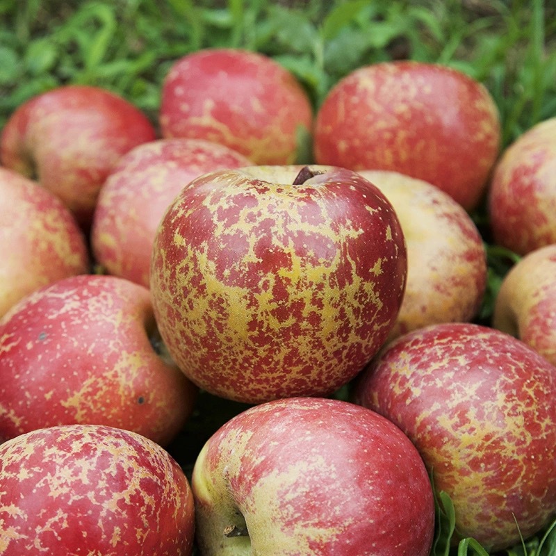 云南昭通丑苹果水果新鲜整箱当季10斤糖心苹果昭通包邮