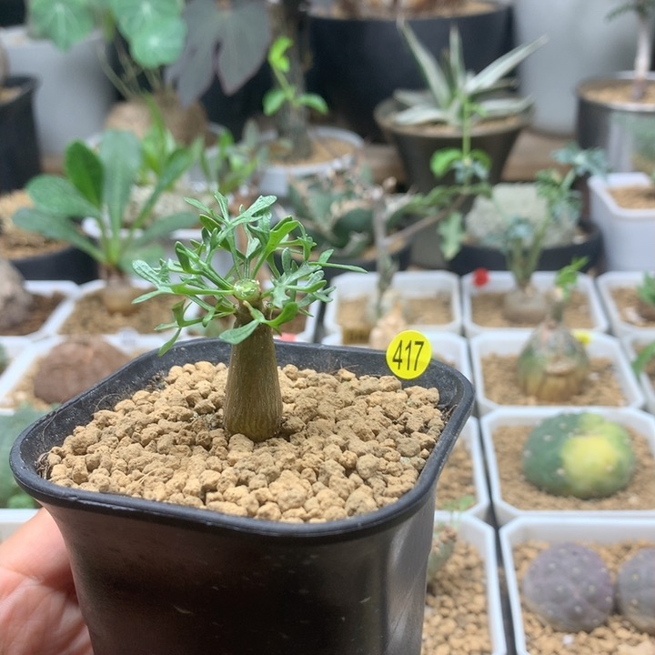 鹿角橄榄实生带盆417