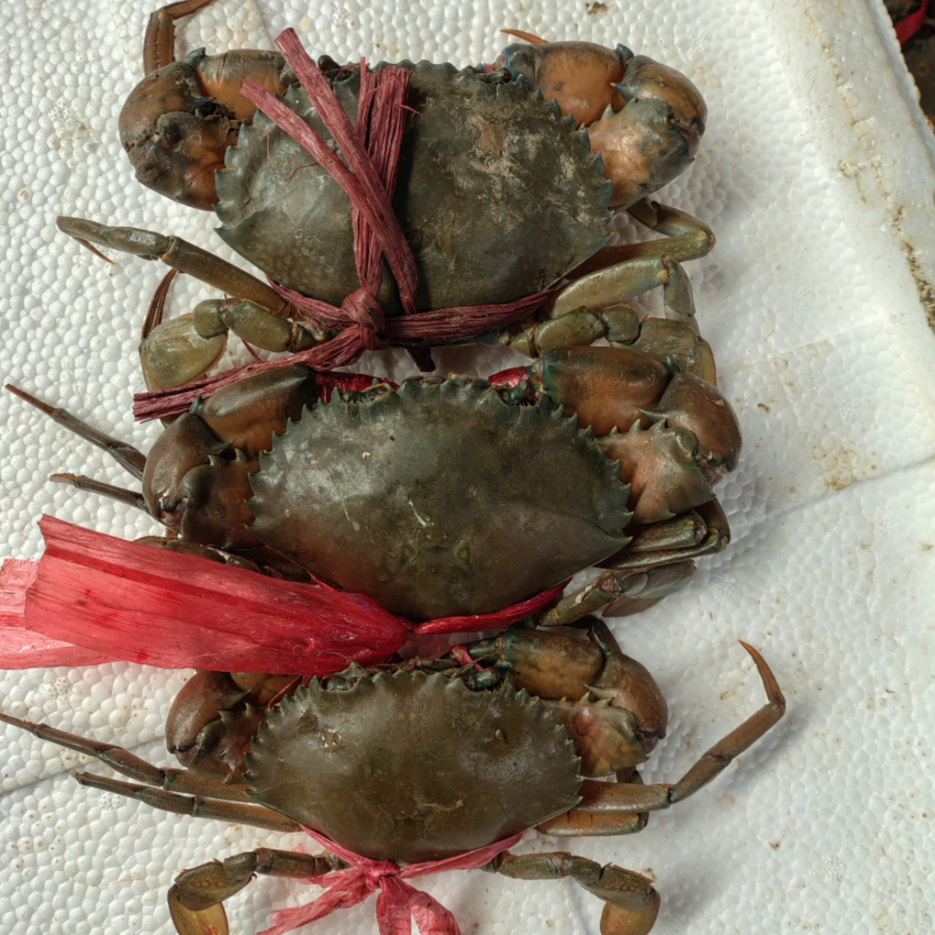 【昆明同城】鲜活缅甸蟹