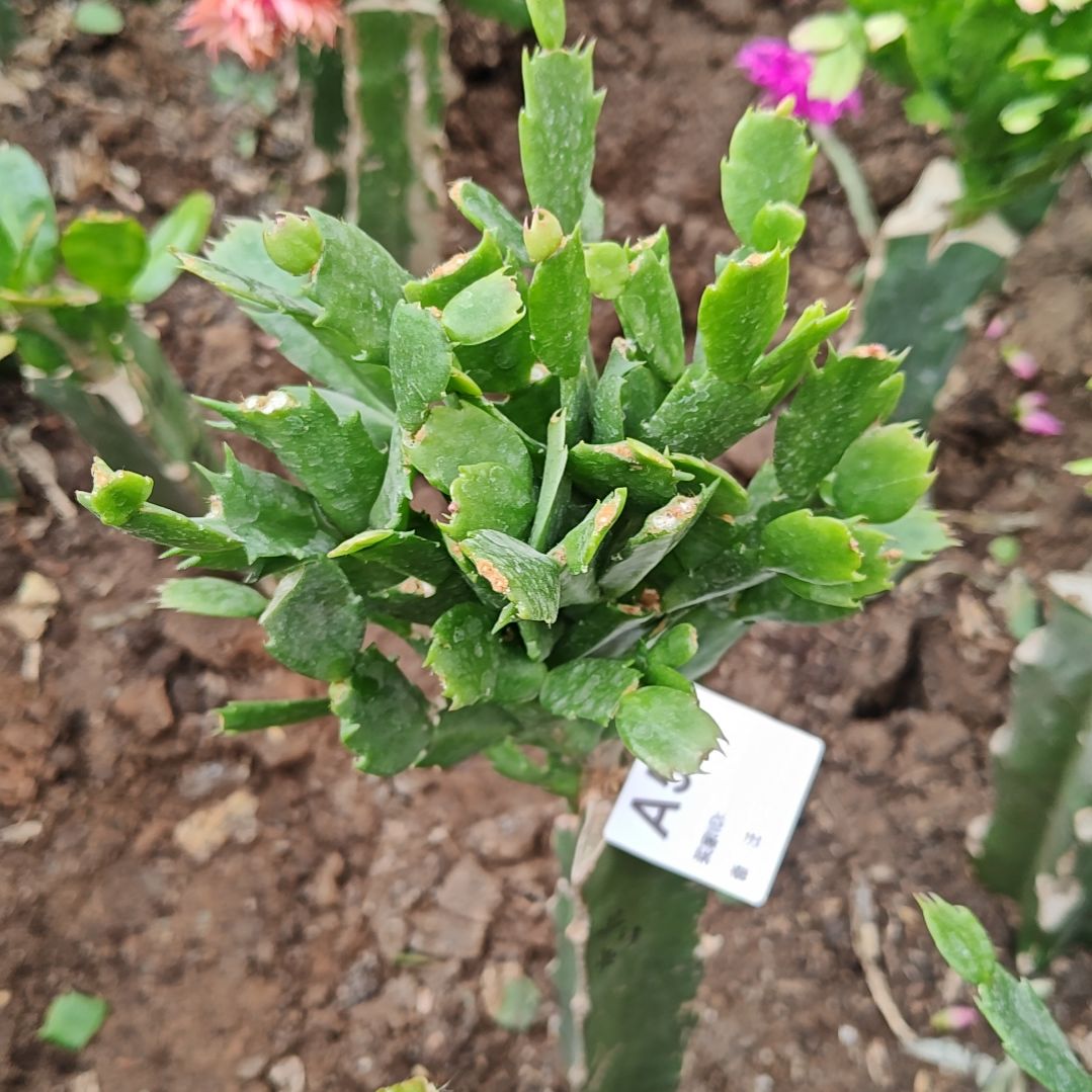 011黄重瓣脱土脱盆易掉芽苞546