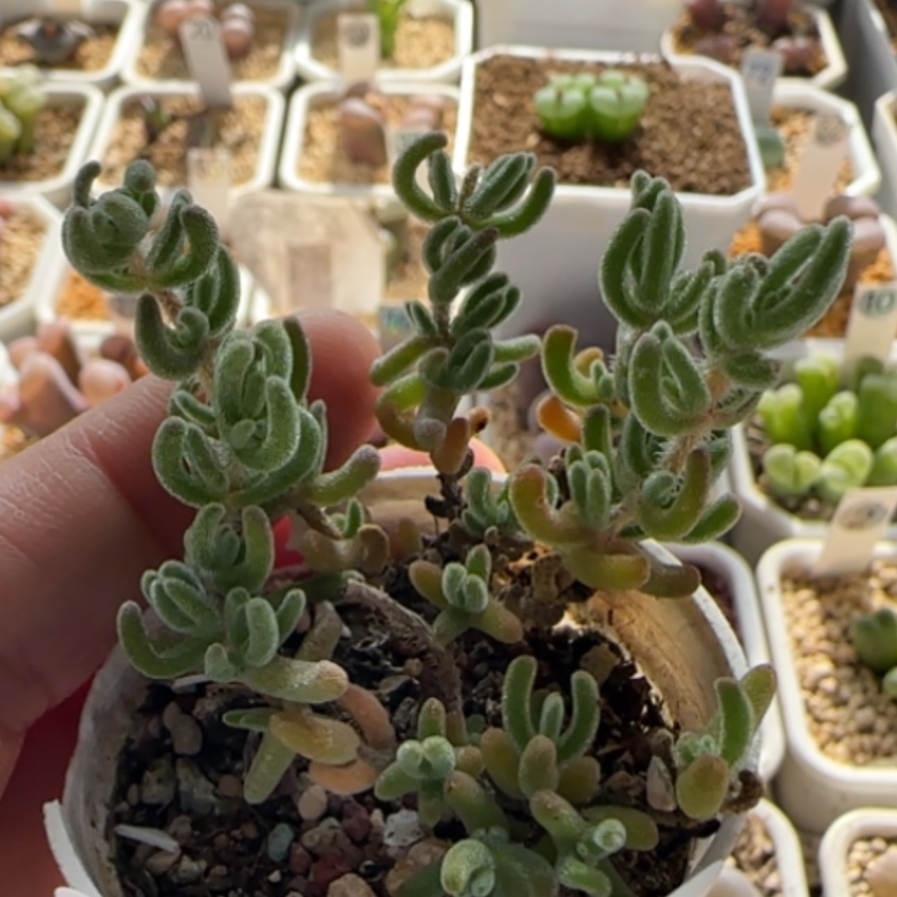 【闪购商品】松****621366    