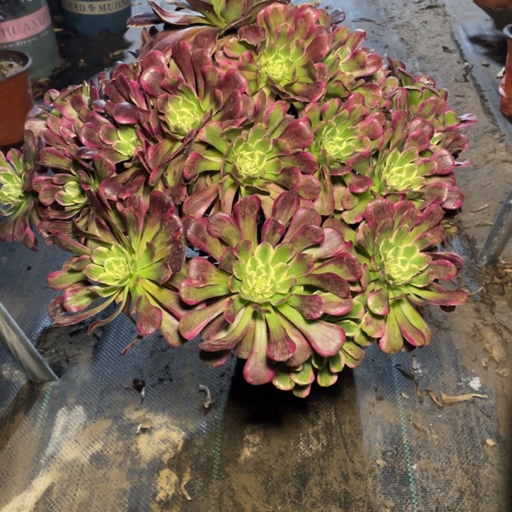 天***3888多肉植物多肉多肉多肉