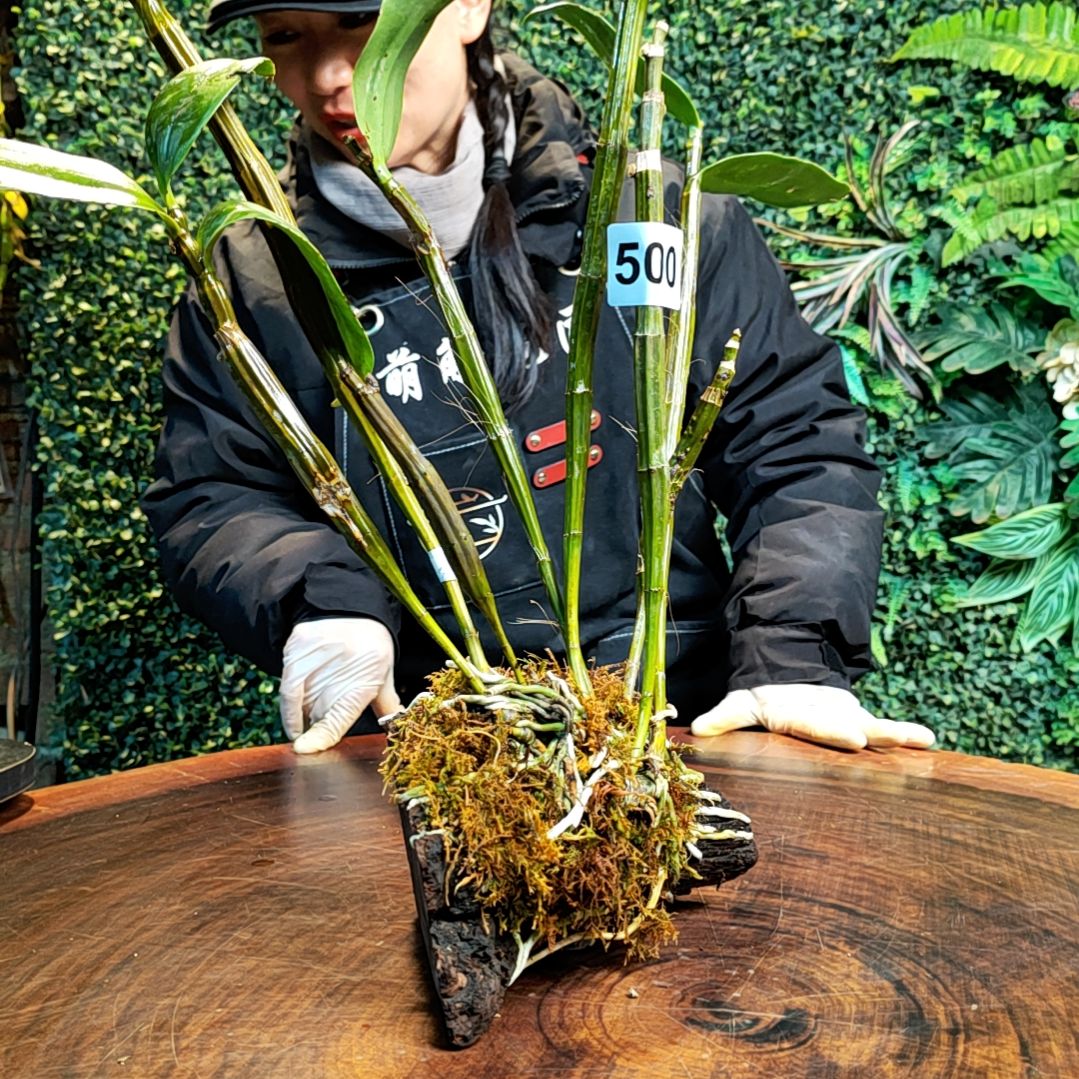 【闪购商品】500红灯笼花卉