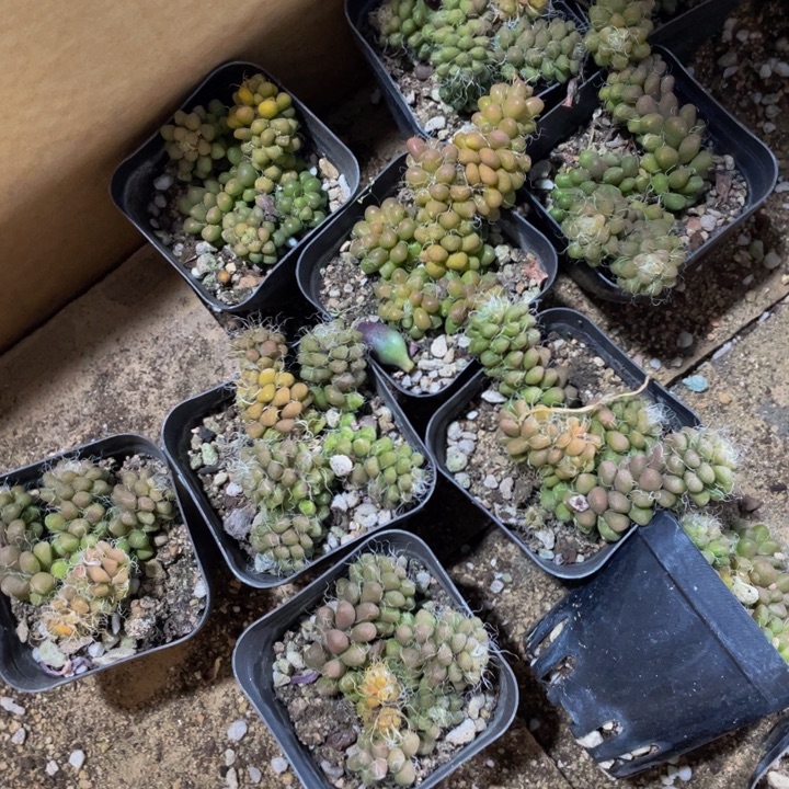 茶粒3.8带哦土发过