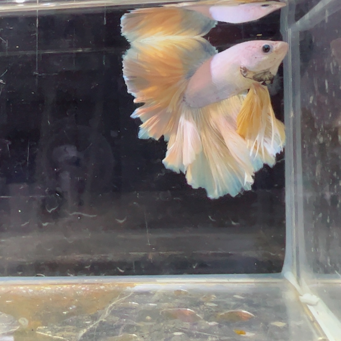 斗鱼浅色特殊尾hhhh