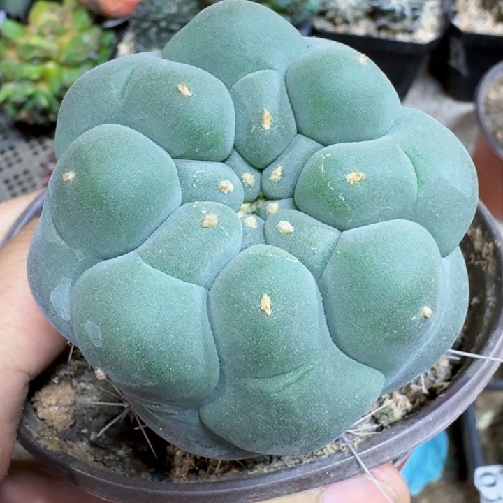 福利苗接大尤306