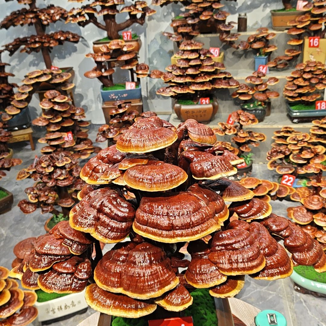 赤灵芝灵芝盆景灵芝花