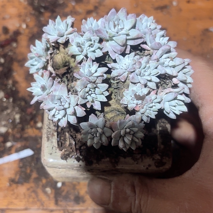 仙女杯多肉植物提取