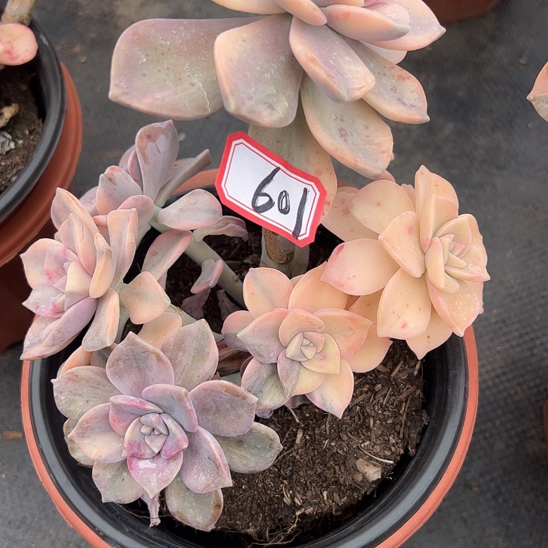 601号紫乐锦，一物一