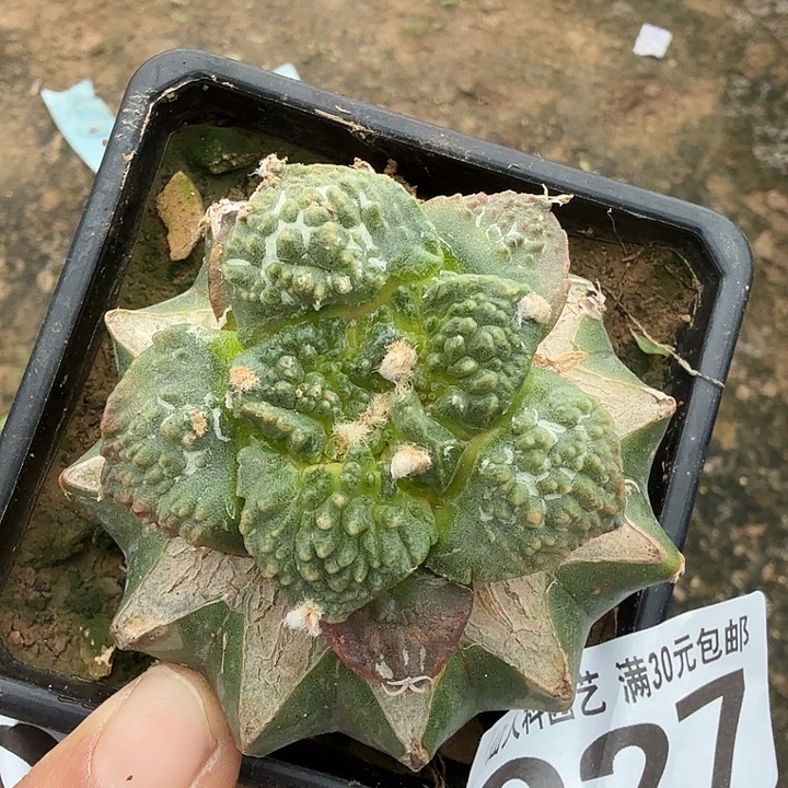 无花朵227哥斯拉牡丹锦东三