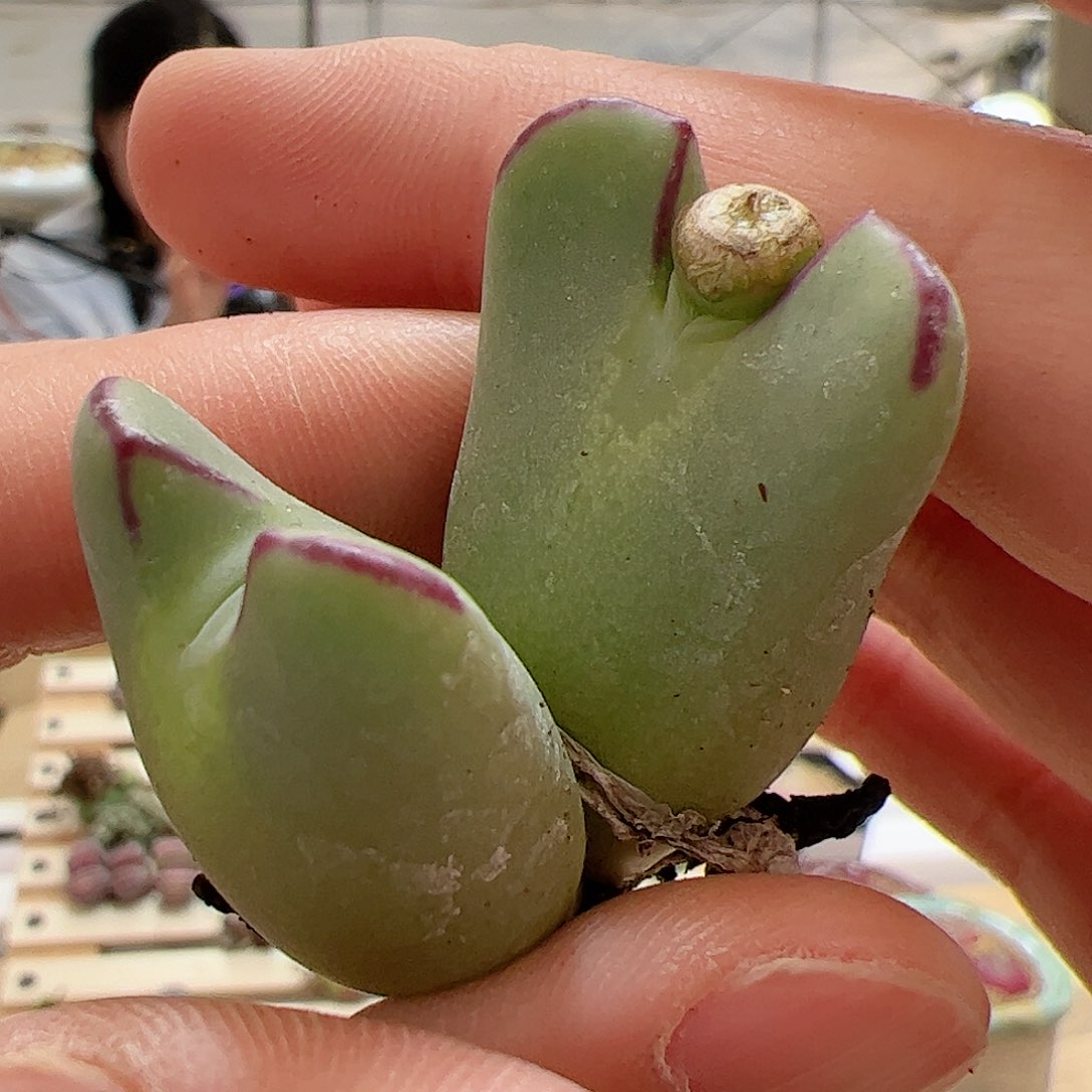 【闪购商品】215 少将